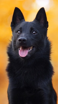 Arminka od SR-foto 2