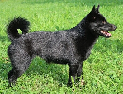 Bedriska-foto 2