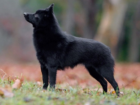Black Pearl Izuse Dragi-foto 1