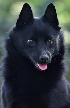 Bubla-foto2