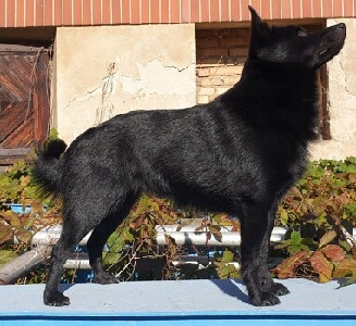 DUKE from OL-foto